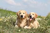 GOLDEN RETRIEVER 361